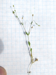 Arenaria benthamii
