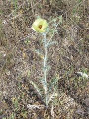 Argemone aenea