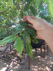 Combretum eugeneanum
