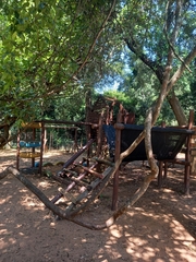 Combretum eugeneanum