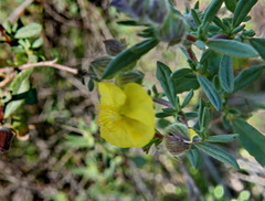 Helianthemum stipulatum