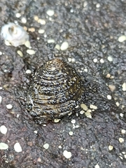 Diloma bicanaliculatum