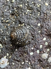 Diloma bicanaliculatum