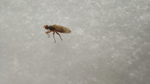 Scoliocentra nigrinervis