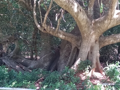 Ficus polita