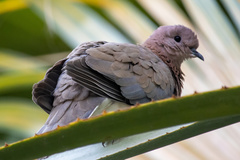 Streptopelia senegalensis