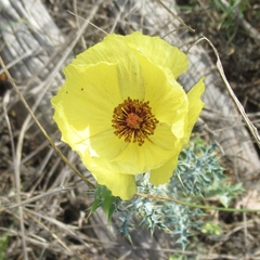 Argemone aenea