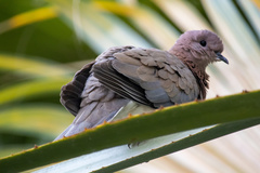 Streptopelia senegalensis