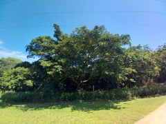 Ficus polita