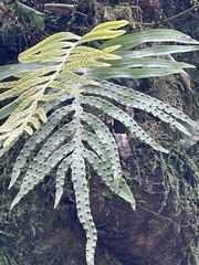 Microsorum novae-zealandiae