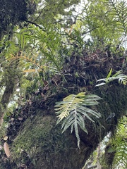 Microsorum novae-zealandiae