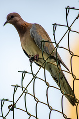 Streptopelia senegalensis