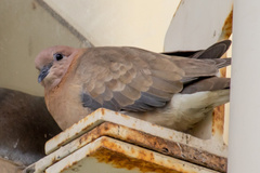 Streptopelia senegalensis