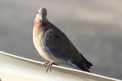 Streptopelia senegalensis