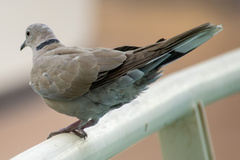 Streptopelia decaocto