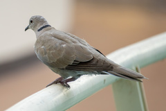 Streptopelia decaocto