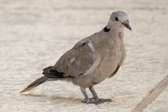 Streptopelia decaocto