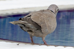 Streptopelia decaocto