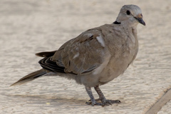 Streptopelia decaocto