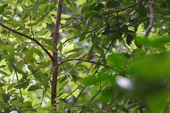 Phyllergates cucullatus