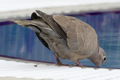 Streptopelia decaocto