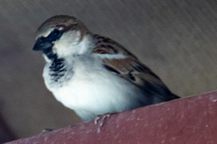 Passer domesticus
