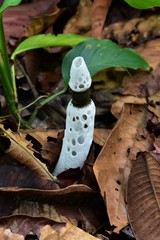 Staheliomyces cinctus