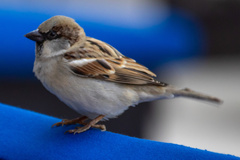 Passer domesticus