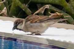 Passer domesticus