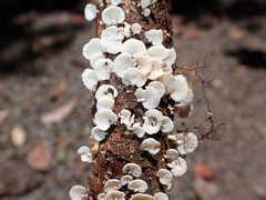 Panellus luxfilamentus