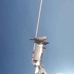 Streptopelia decaocto