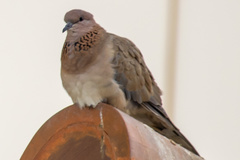 Streptopelia senegalensis