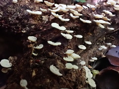 Panellus luxfilamentus