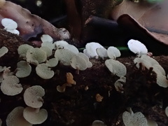 Panellus luxfilamentus