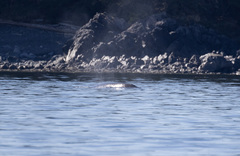 Eschrichtius robustus