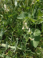 Vicia pannonica