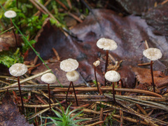 Paragymnopus perforans