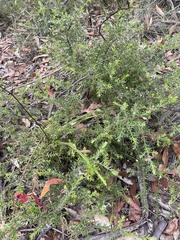 Persoonia hirsuta