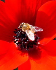 Apis mellifera