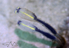 Clavelina meridionalis