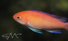 Pseudanthias rubrizonatus