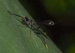 Evanioidea