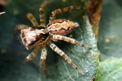 Asaphobelis physonychus