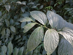 Ficus cyrtophylla