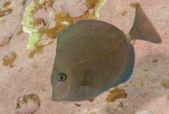 Prionurus maculatus