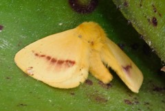 Stenoglene rosea