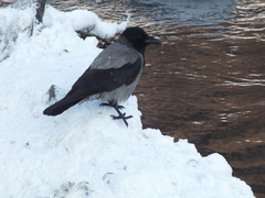 Corvus cornix