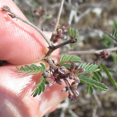 Calliandra conferta
