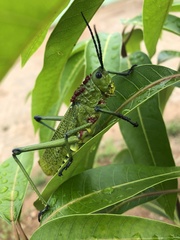 Phymateus viridipes