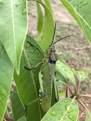 Phymateus viridipes
